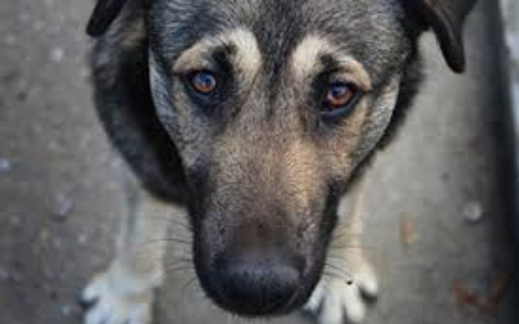 Zbiórka Polacy dla schronisk - zdjęcie główne