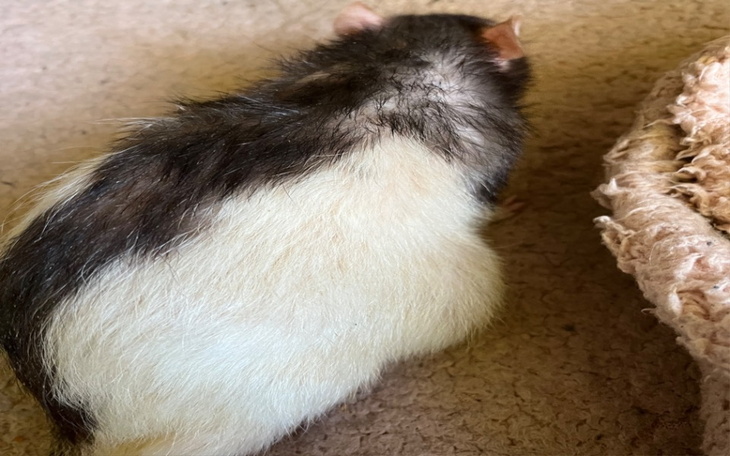 Zbiórka Operacja szczurka. - zdjęcie główne