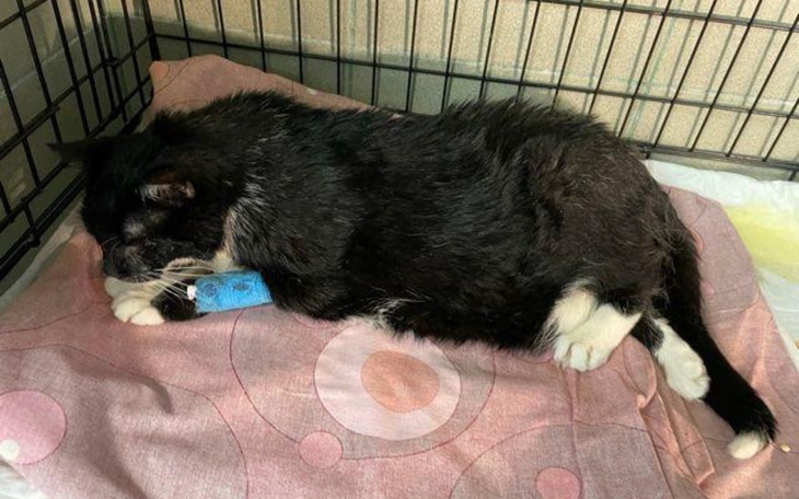 Zbiórka na ratowanie Klawesyna - zdjęcie główne