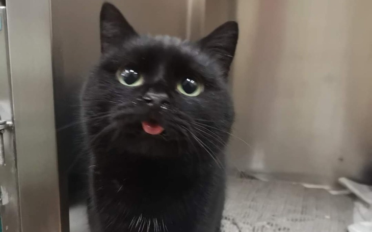 Zbiórka Pulpet walczy o życie - zdjęcie główne