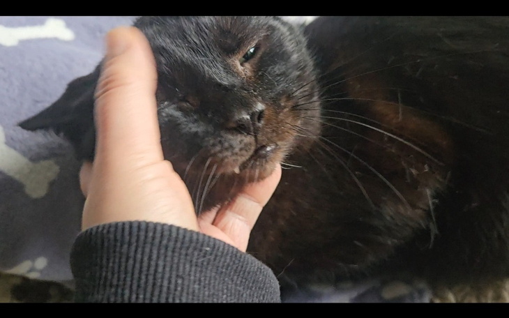 Czarny kot przytulany przez właściciela.