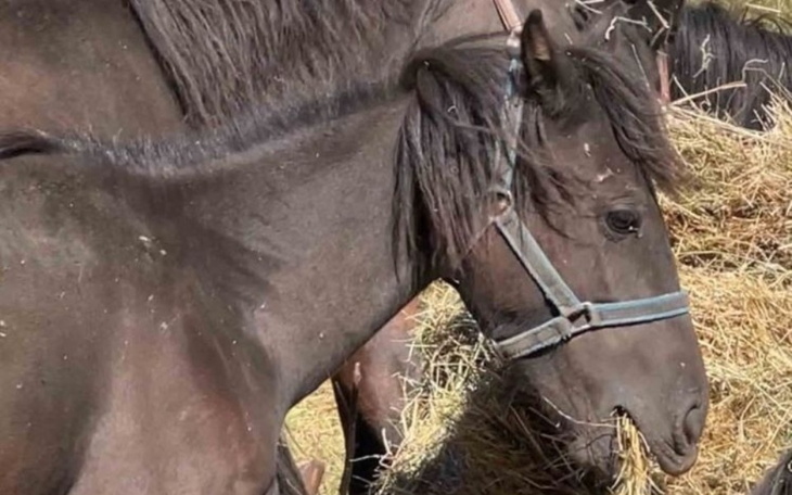 Zbiórka Pomoc hucułom z Amazonki - zdjęcie główne