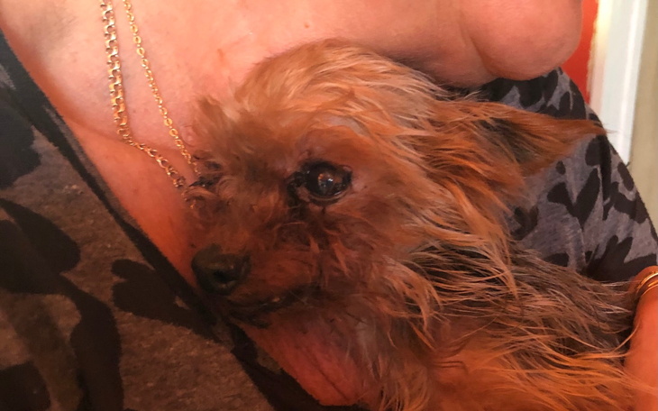 Mały piesek trzymany na rękach, z wyrazem smutku.