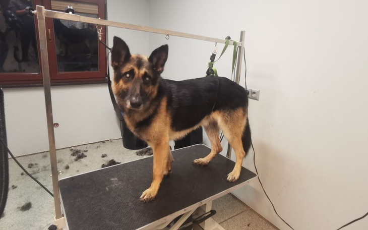 Zbiórka Niewidomy Rambo - zdjęcie główne