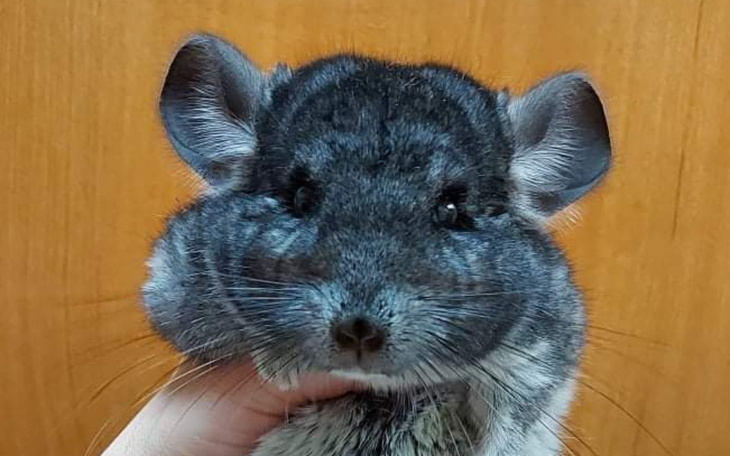 Zbiórka Sosna u dentysty - zdjęcie główne