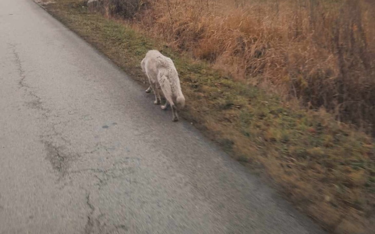 Zbiórka Odłowienie podhalanki - zdjęcie główne