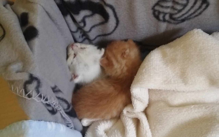 Zbiórka Snow iAmber Ku dorosłości kociąt - zdjęcie główne