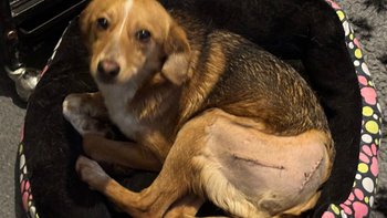 Zbiórka Cudowna-kruszynka-po-wypadku - miniaturka zdjęcia