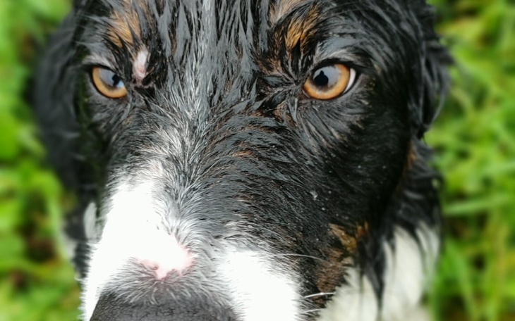 Zbiórka Operacja dla Yoshi - zdjęcie główne