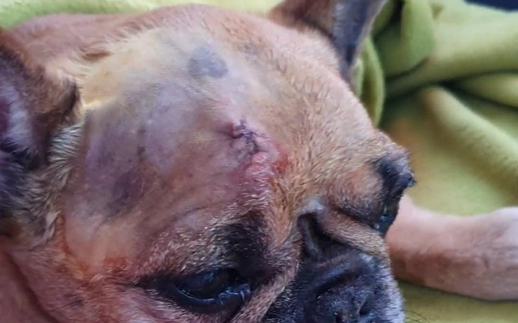 Zbiórka Leczenie guza mózgu u Stokrotki - zdjęcie główne