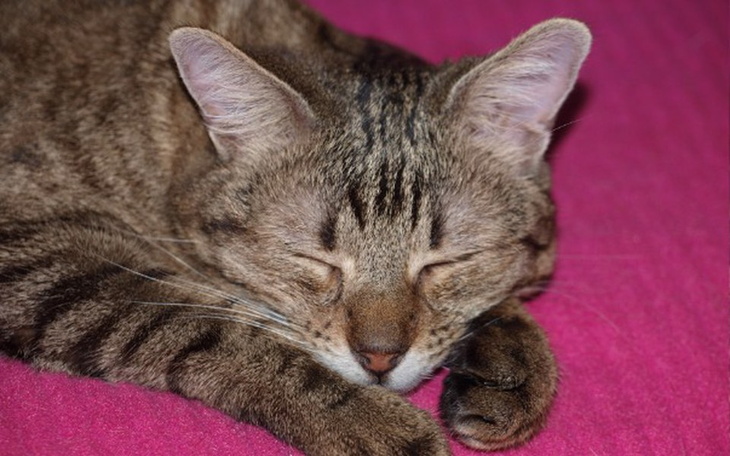 Zbiórka Grosik dla chorego Saszki - zdjęcie główne