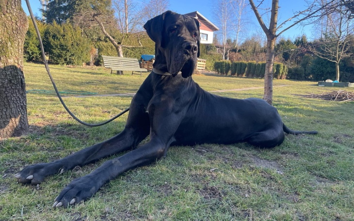 Czarny dog leży na trawie w słoneczny dzień.