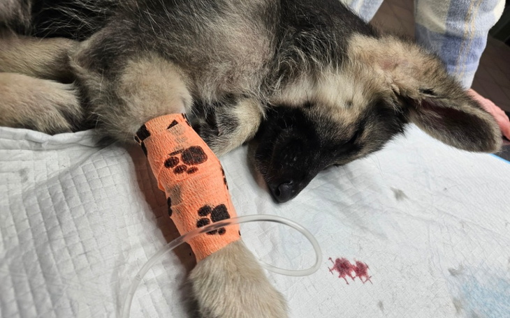 Chory pies z opatrunkiem na łapie, odpoczywa na białym kocu.