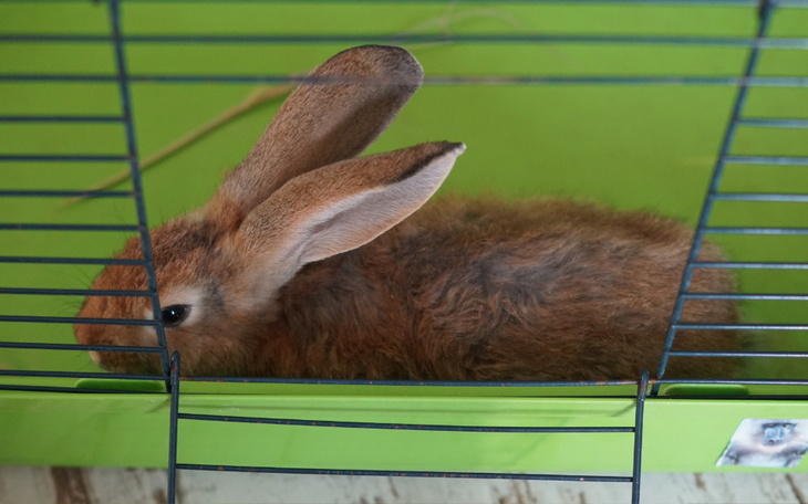 Zbiórka Króliczek błaga o pomoc - zdjęcie główne