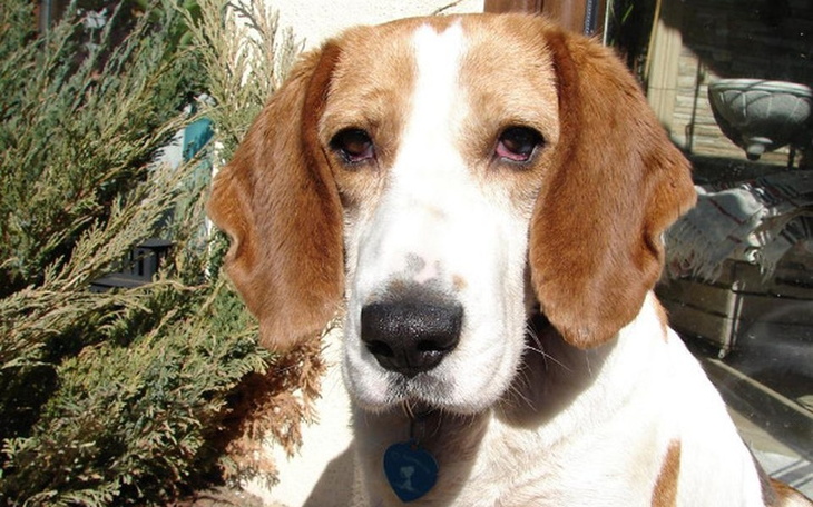 Beagle w słońcu, z wyrazem przyjaznym na twarzy.