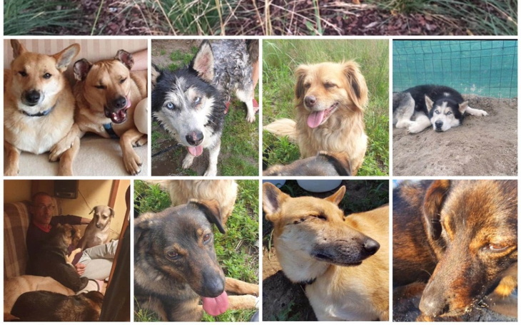 Zbiórka Pomóż Ogonkom - zdjęcie główne