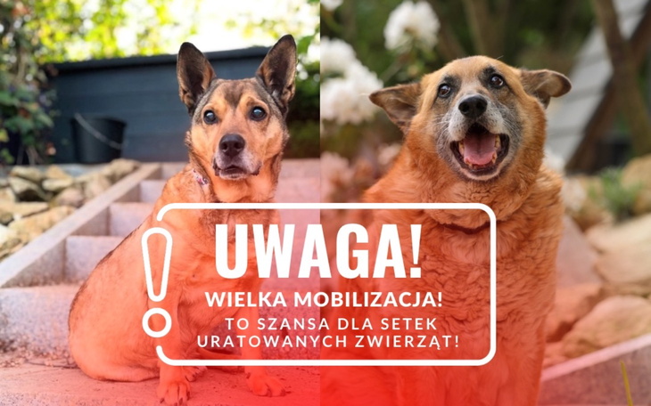 Dwa psy na schodach, zachęcające do adopcji.