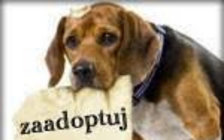 Zbiórka Zbiórka na karmę! :) - zdjęcie główne