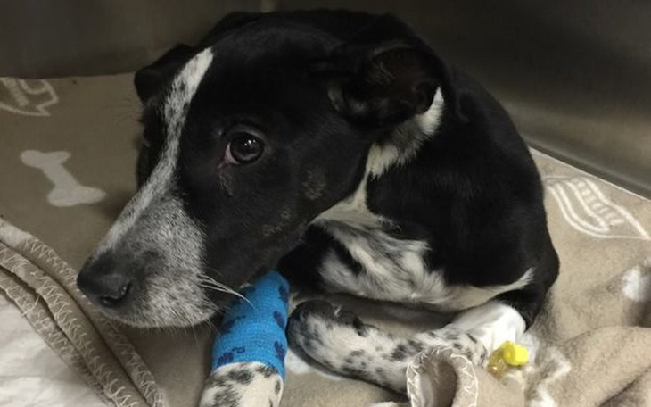 Zbiórka Leczenie Gwiazdki - ratujemy ! - zdjęcie główne