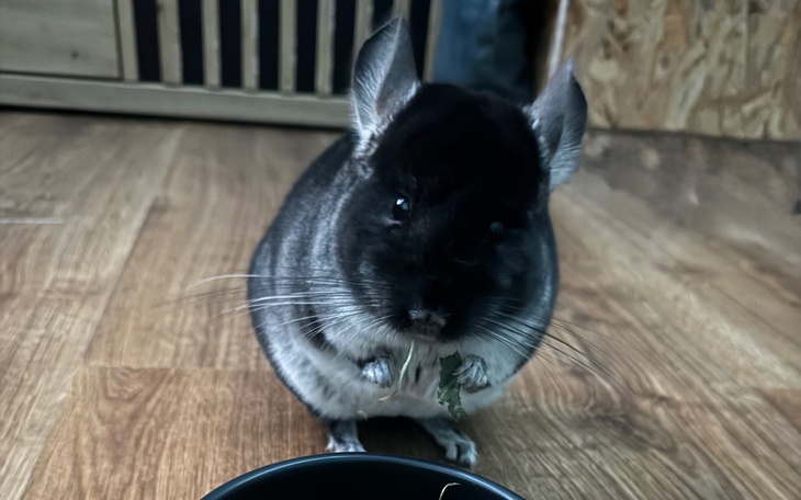 Chinchilla jedząca z miski, w przytulnym wnętrzu.