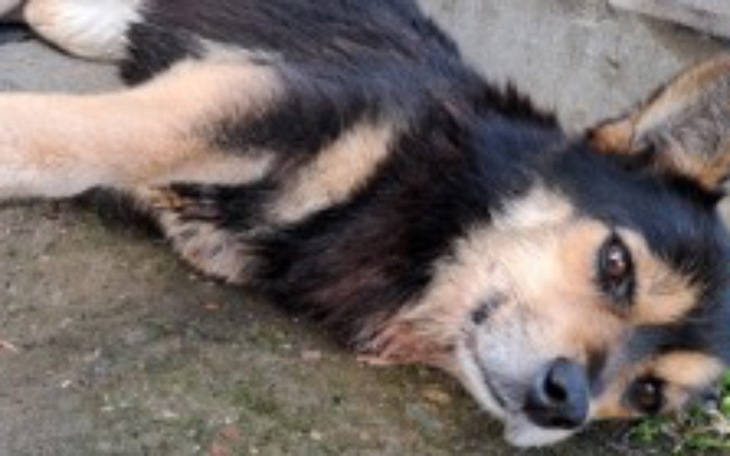 Zbiórka Tomograf dla Nikosia - zdjęcie główne