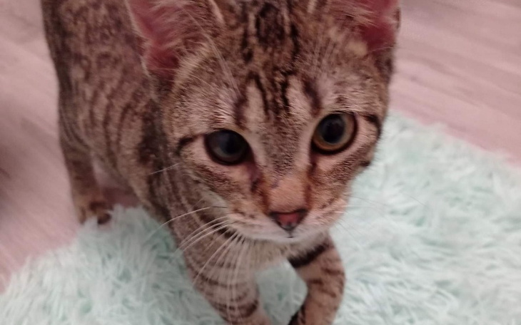 Zbiórka Pomoc dla kotki.. - zdjęcie główne