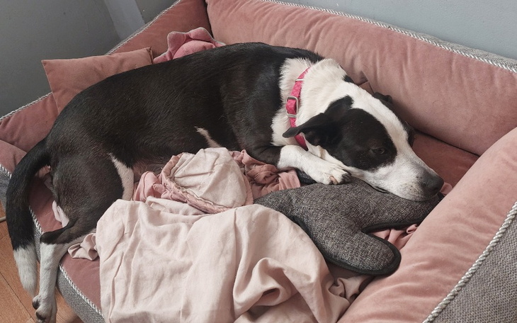 Zbiórka Na operacje dla psiaka - zdjęcie główne