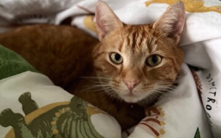 Zbiórka Dla Tygrys - Diagnoza FIP - zdjęcie główne