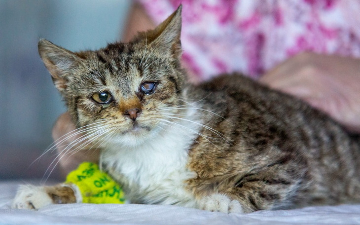 Zbiórka Smutasek z chorym oczkiem - zdjęcie główne