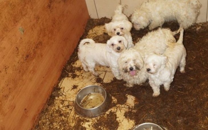 Zbiórka Ratujmy psiaki z pseudo chodowli - zdjęcie główne