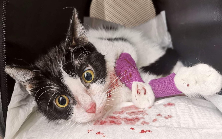 Zbiórka Niewidoma wywalona kotunia - zdjęcie główne