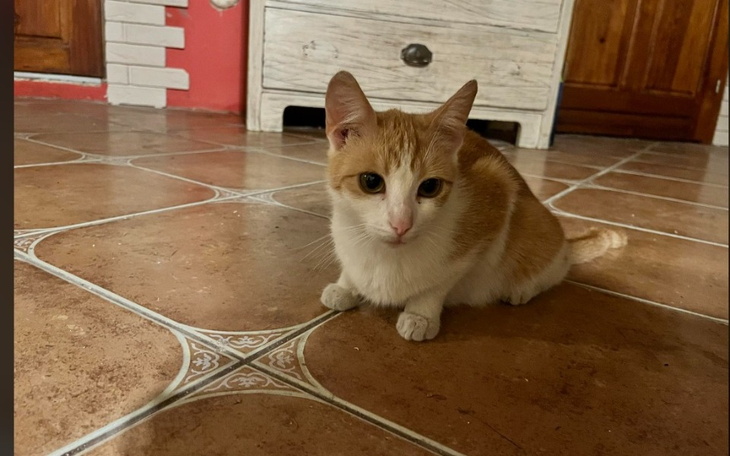 Zbiórka Zapalenie Otrzewnej Razy Trzy - zdjęcie główne