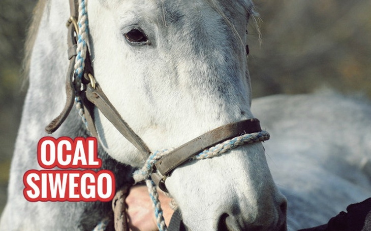 Zbiórka Ocal Siwego. - zdjęcie główne