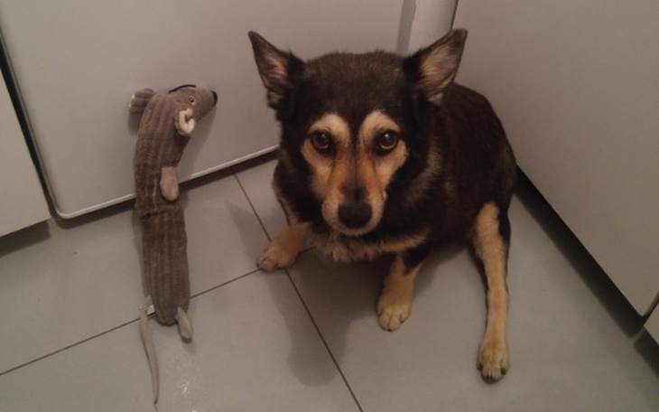 Zbiórka Zuzia - operacja ratująca życie! - zdjęcie główne