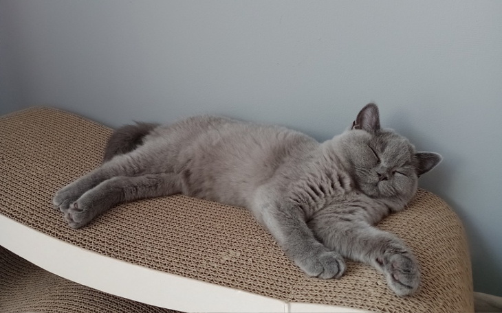 Zbiórka Nasza Hana - zapalenie otrzewnej - zdjęcie główne