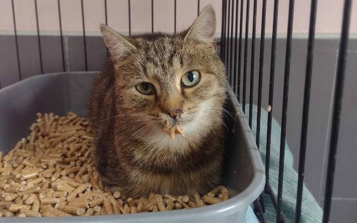 Zbiórka Bezdomna kotka spod hotelu - zdjęcie główne