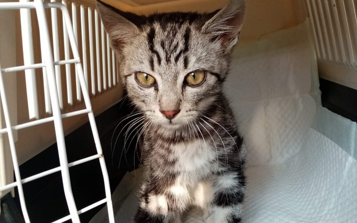 Zbiórka Benio chce żyć! - zdjęcie główne