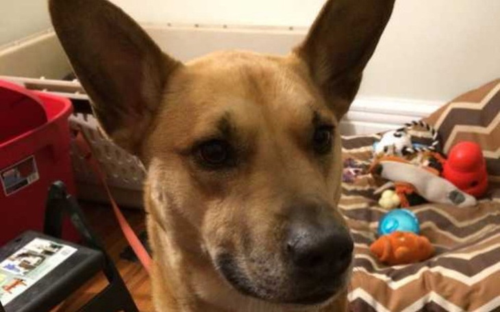 Zbiórka Ulżyj w cierpieniu Sonii - zdjęcie główne