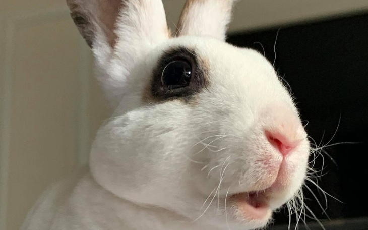 Zbiórka Bazarek Miniazylu - zdjęcie główne