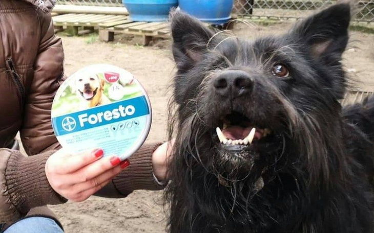 Zbiórka Foresto dla bezdomniaka 2020 - zdjęcie główne