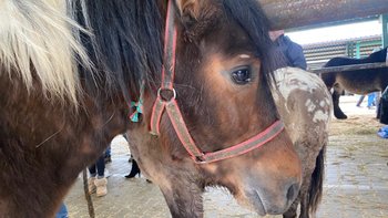 Zbiórka By nie umierał w cierpieniu - miniaturka zdjęcia