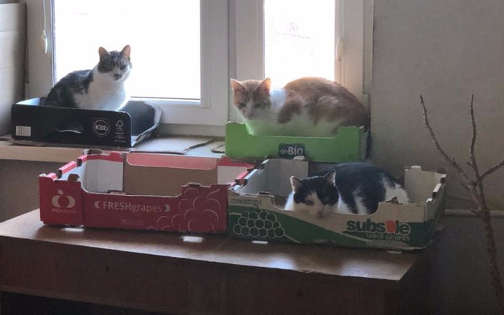 Zbiórka Na pomoc Pani Halinie i 24 kotom - zdjęcie główne