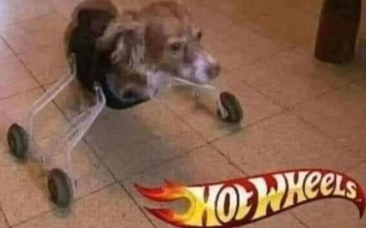 Zbiórka operacja na psa v2 - zdjęcie główne