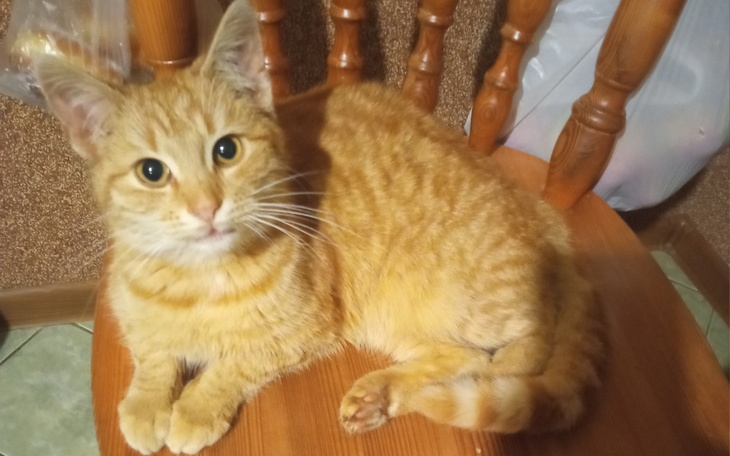 Zbiórka Pomoc w leczeniu Aslana - zdjęcie główne