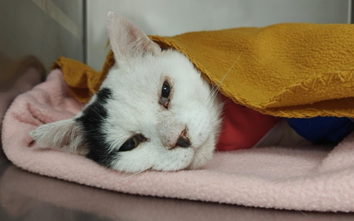 Kot owinięty w koc, leżący na różowym kocu.