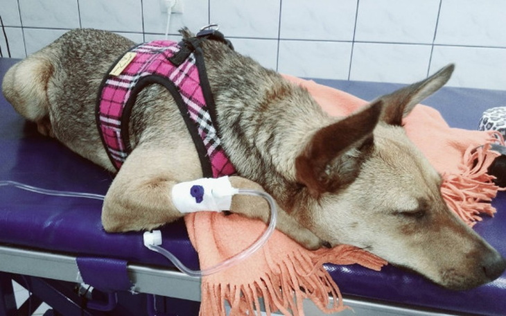 Zbiórka Rita walczy o powrót do zdrowia - zdjęcie główne