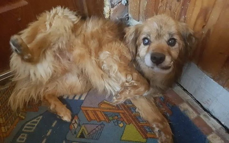 Zbiórka Eldad - niemy skowyt o pomoc - zdjęcie główne