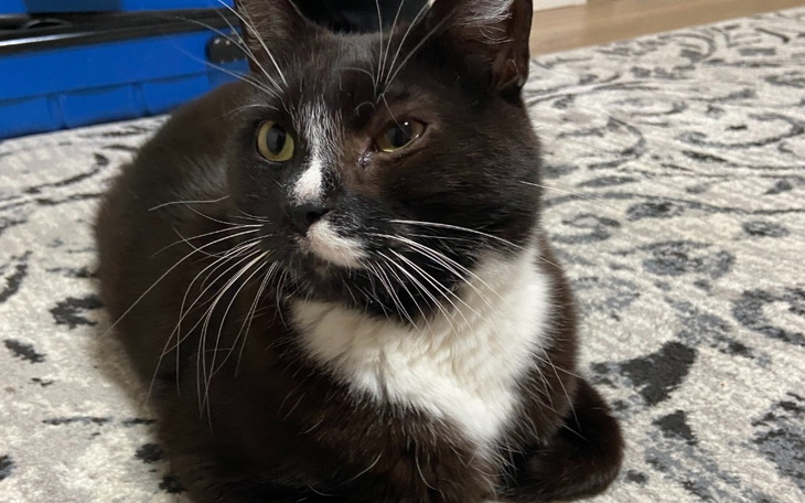 Czarny kot leżący na dywanie, z białym brzuchem i wąsami.