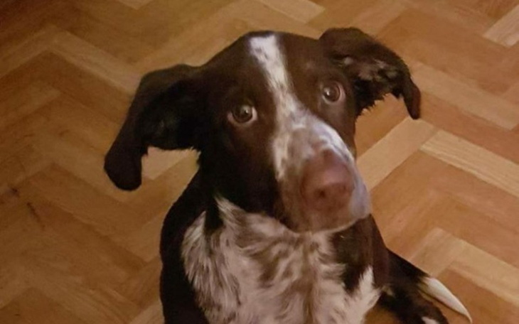 Zbiórka Pomoc w ujęciu oprawcy FIJO - zdjęcie główne