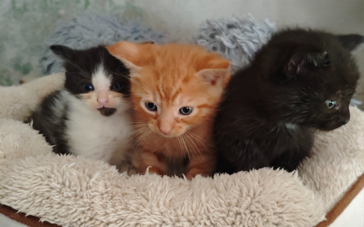 Trzy kocięta w miękkim legowisku, wyglądające na ciekawskie.